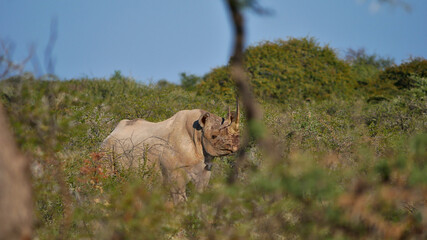 Endangered animal black rhinoceros (rhino, hook-lipped rhinoceros, diceros bicornis) hidden between thorny bushes in Kalahari desert, Etosha National Park, Nambia, Africa.