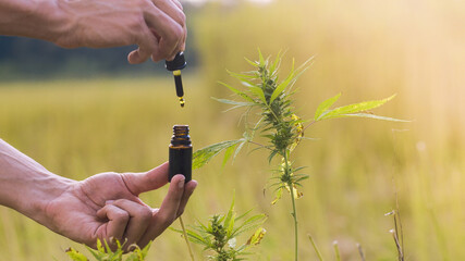 Man holding Cbd oil made of Cannabis sativa plant in a dropper and bottle.