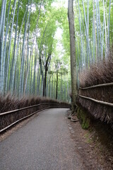 path of bamboo 