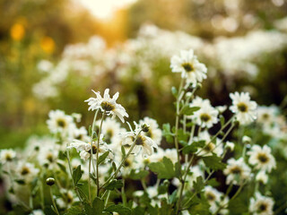 white chrysanthemums on a natural background. Floral greeting card. Selective focus.
