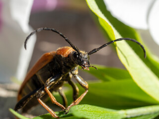 a Longhorn beetle sits on a green blade of grass close up