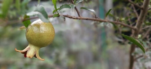 Pomegranate food. 