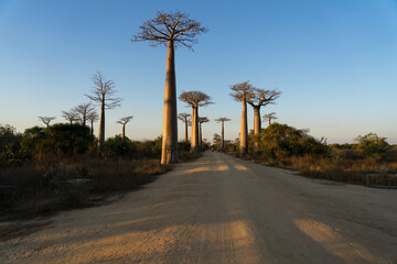 Allée des Baobabs, Madagascar, Africa