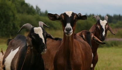 A family of Anglo-Nubian goats looks straight into your eyes asking for something delicious.