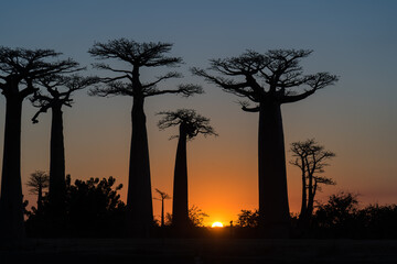 Fototapeta na wymiar Woman walking inthe alley Allée des Baobabs, backlit sunset