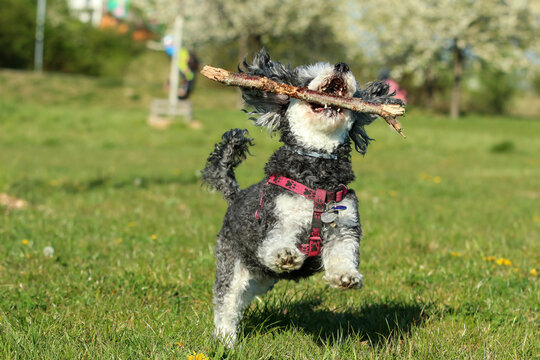 A picture of the happy adult crosbreed of the Poodle and Shi Tzu running on the meadow with a wooden stick in its mouth.