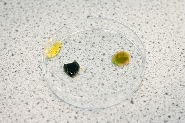 Leaves of a plant sprinkled with iodine in a petri dish. Biology experiment.