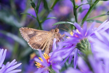 butterfly on a flower