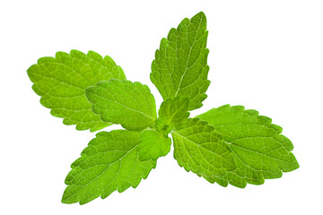 Mellisa lemon balm leaf