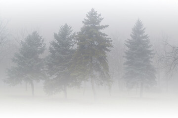 Misty morning in the woods or park. Silhouette of spruce trees grove in thick white morning fog. Pale color wood obscure by moisture in the mountains forest air.