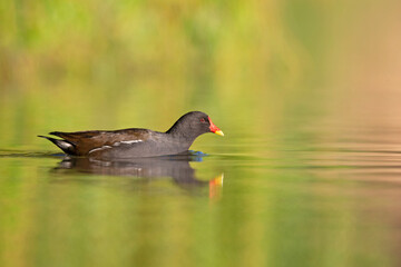 A common moorhen (Gallinula chloropus) swimming in a pond in the city.