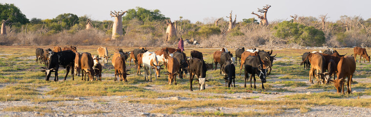 Shepherd with cows © bavo