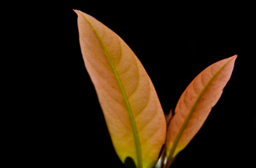 暖かな色の二枚の木の葉