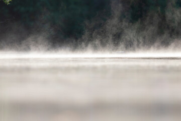 A adult red-necked grebe (Podiceps grisegena) swimming with backlighting