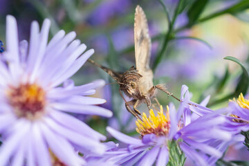 butterfly on a flower