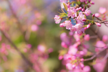 Close-up of a beautiful blooming pink prunus cerasoides flowers in Thailand