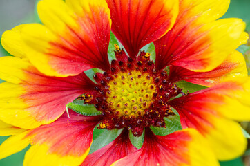 Close up view of a gaillardia flower with vibrant red and yellow colours