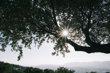 sun ray peeking through a tree 