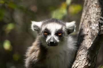 Ring-tailed lemur portrait