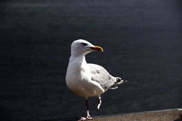 Seagull with only one leg ( broken leg )walking next to sea shore