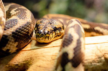 Morelia spilota cheynei, or the jungle carpet python