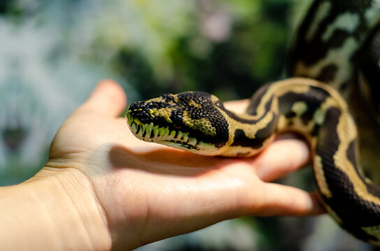 Morelia spilota cheynei, or the jungle carpet python