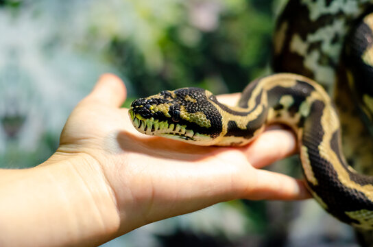 Morelia spilota cheynei, or the jungle carpet python