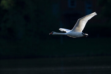 A mute swan (Cygnus olor) in flight