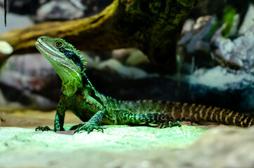 The Australian water dragon (Intellagama lesueurii)