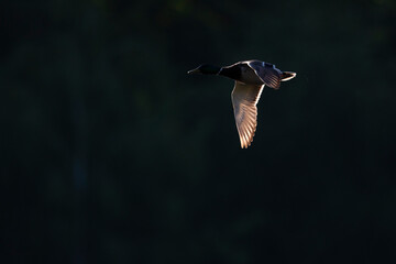 A mallard (Anas platyrhynchos) duck in flight.