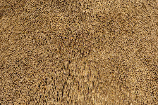 Reed roof, roof texture close-up. 