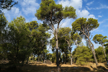 Pine forest on the Adriatic coast in Croatia