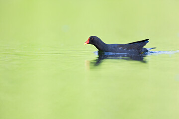 A common moorhen (Gallinula chloropus) swimming in a pond in the city.