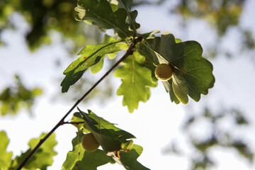 Oak leaves on the background of the sky in the autumn forest.  