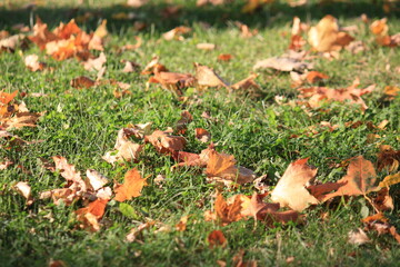 autumn leaves in grass