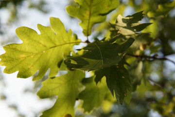 Oak leaves on the background of the sky in the autumn forest.  