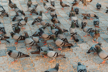 A group of pigeons eat the food sprinkled on the floor