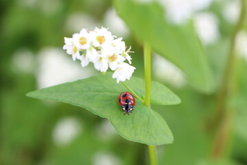 ソバの花とテントウムシ