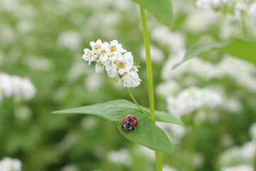 ソバの花とテントウムシ