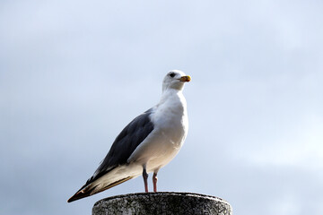 Obraz premium Portrait of Seagull standing on a metal post