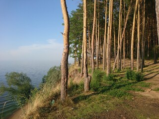 forest in the morning
