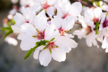 Almond flowers blossom spring time in Spain. High quality photo