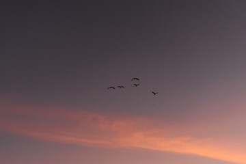Blue sky with clouds and birds silhouette