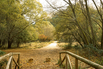 Forest landscape of Cuenca province in autumn. Spain