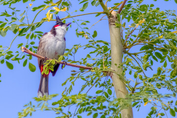 Bulbul or ou merle de Maurice 