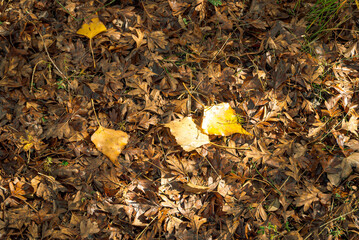 Upholstered floor background with autumn leaves.