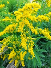 yellow flowers in the garden