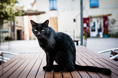 Magnifique Chat Noir Assis Sur Une Table Wall Mural Wallpaper Murals Picsart
