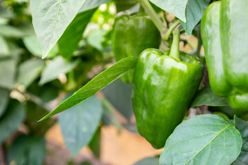 Green bell pepper grows on a bush in the garden. Growing fresh and tasty vegetables on the farm