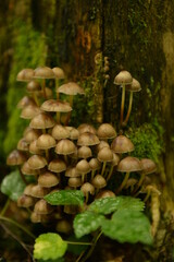 Mushroom and stump are eternal friends